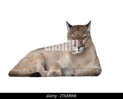 Puma isoliert auf weißem Hintergrund Stockfoto