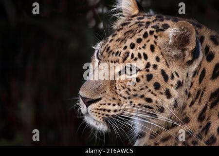 Amur-Leopard, Panthera pardus orientalis (Profil) Stockfoto