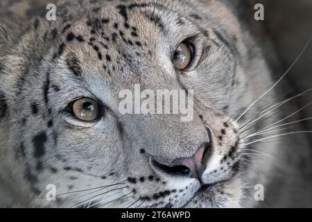 Junge weibliche Snow Leopard in die Kamera schaut Stockfoto