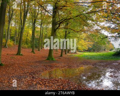 Buchen Fagus sylvatica im November Blickling Park Norfolk Herbst Stockfoto