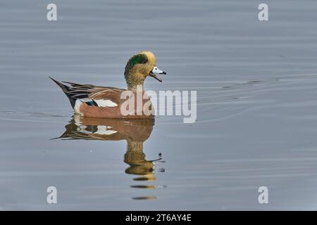 Männliche amerikanische Wige (Mareca americana) Colusa County Kalifornien USA Stockfoto