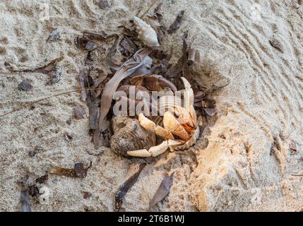 Einsiedlerkrebse am Strand, Poivre Island, Seychellen. Stockfoto