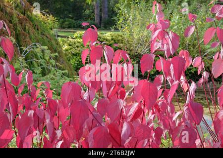 Rote Blätter des Cornus sericea 'BaileyiÕ, auch bekannt als Bailey's Red Twig Dogwood im Herbst. Stockfoto