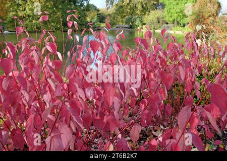 Rote Blätter des Cornus sericea 'BaileyiÕ, auch bekannt als Bailey's Red Twig Dogwood im Herbst. Stockfoto