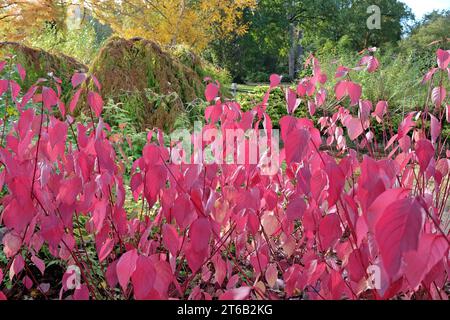 Rote Blätter des Cornus sericea 'BaileyiÕ, auch bekannt als Bailey's Red Twig Dogwood im Herbst. Stockfoto