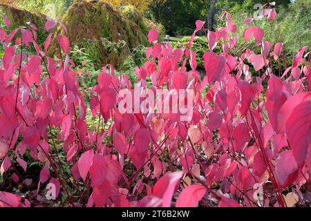 Rote Blätter des Cornus sericea 'BaileyiÕ, auch bekannt als Bailey's Red Twig Dogwood im Herbst. Stockfoto