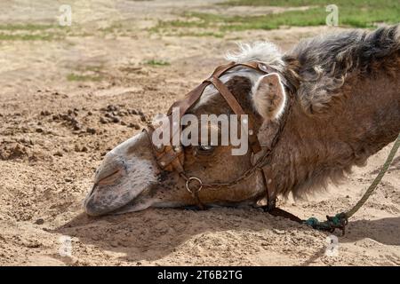 Porträt eines ruhenden Kamels (Dromedary - Camelus dromedarius), liegender Kopf mit Gurtzeug Stockfoto