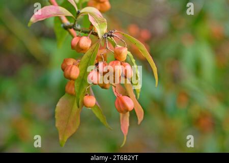 Die gelben Samenkapseln des Euonymus myrianthus, auch bekannt als der immergrüne Spindelstrauch im Herbst. Stockfoto