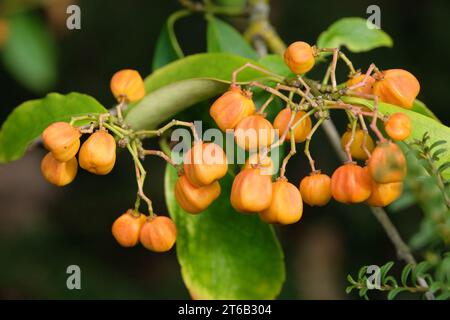 Die gelben Samenkapseln des Euonymus myrianthus, auch bekannt als der immergrüne Spindelstrauch im Herbst. Stockfoto