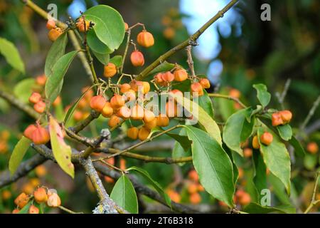 Die gelben Samenkapseln des Euonymus myrianthus, auch bekannt als der immergrüne Spindelstrauch im Herbst. Stockfoto