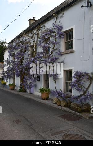 Wisteria In Inistioge, Co. Kilkenny, Irland. Stockfoto