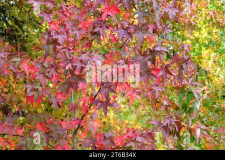 Die roten und rosafarbenen Herbstblätter von Liquidamber styraciflua, auch bekannt als Sweetgum, Redgum, Satin-Walnuss, oder American Storax, „Wisley King“ Stockfoto