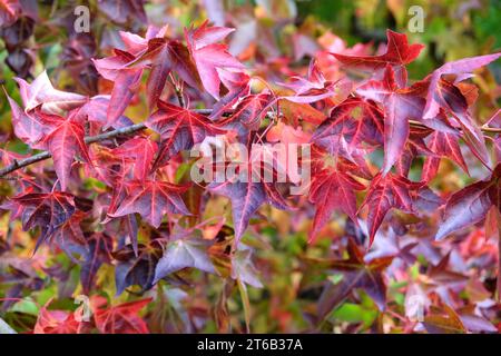 Die roten und rosafarbenen Herbstblätter von Liquidamber styraciflua, auch bekannt als Sweetgum, Redgum, Satin-Walnuss, oder American Storax, „Wisley King“ Stockfoto