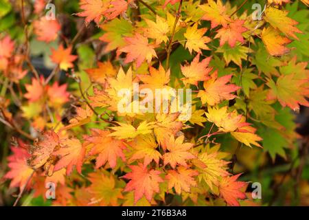 Orange und gelbe Blätter des Acer Shirasawanum 'JordanÕ, auch bekannt als Jordan Full Moon Ahornbaum während seiner Herbstanzeige. Stockfoto