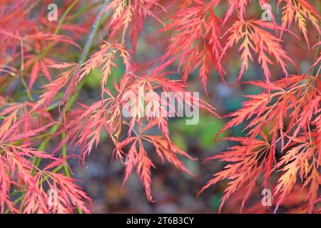 Die roten sezierten Blätter der Acer palmatum Dissectum viride Group oder Acer „viridis“ während ihrer Herbstausstellung. Stockfoto