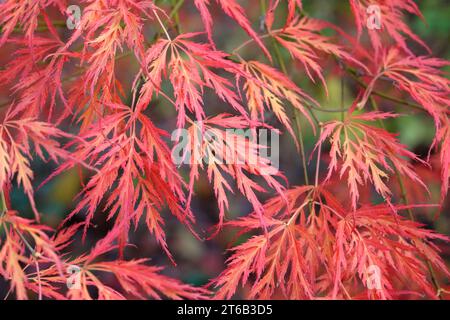 Die roten sezierten Blätter der Acer palmatum Dissectum viride Group oder Acer „viridis“ während ihrer Herbstausstellung. Stockfoto