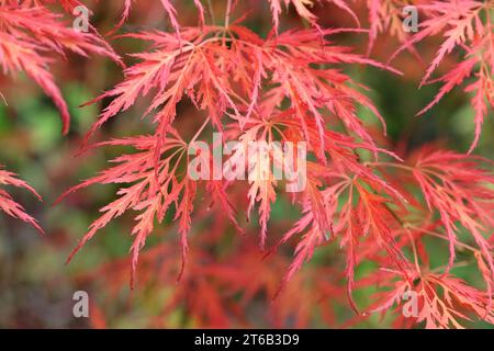 Die roten sezierten Blätter der Acer palmatum Dissectum viride Group oder Acer „viridis“ während ihrer Herbstausstellung. Stockfoto