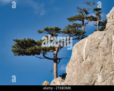 Kiefern wachsen auf einem Kalkfelsen vor klarem blauem Himmel am Peilstein in Österreich. Stockfoto