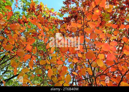 Das rot-orange Herbstlaub von Hamamelis intermedia „Orangenschale“ während des Herbstes. Stockfoto