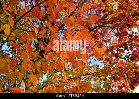 Das rot-orange Herbstlaub von Hamamelis intermedia „Orangenschale“ während des Herbstes. Stockfoto
