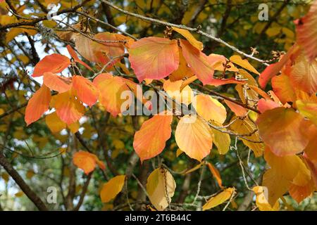 Das rot-orange Herbstlaub von Hamamelis intermedia „Orangenschale“ während des Herbstes. Stockfoto