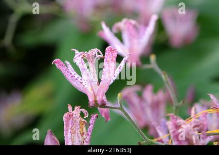 Lila und weiß gesprenkelte Tricyrtis hirta, die japanische Krötenlilie oder haarige Krötenlilie in Blüte. Stockfoto