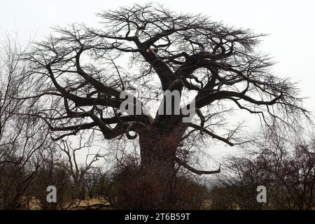 Afrikanischer Baobab, Afrikanischer Baobab, Baobab africain, Adansonia digitata, Zambezi-Nationalpark, Simbabwe, Afrika Stockfoto