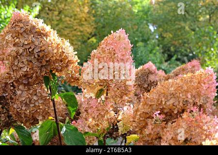 Braune und rosafarbene Blumenköpfe der Hortensie paniculata oder der Hortensie 'PhantomÕ. Stockfoto