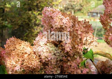 Braune und rosafarbene Blumenköpfe der Hortensie paniculata oder der Hortensie 'PhantomÕ. Stockfoto