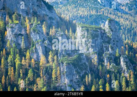 Herbstliche Lärchen wachsen auf steilen Felsen Stockfoto