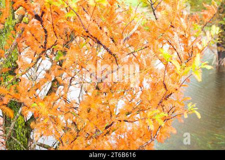 Orangefarbene Nadeln von einem Mammutbaum im Morgengrauen Stockfoto