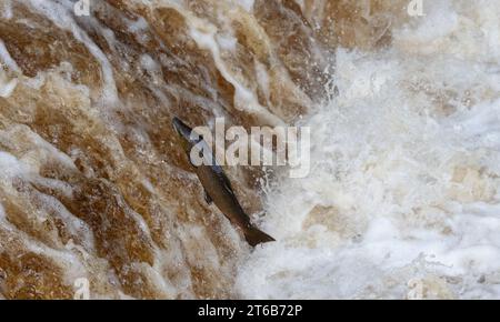 Atlantic Salmon (Salmo salar) springt auf den Stainton Foss, einem Wasserfall am Oberlauf des Ribble im Yorkshire Dales National Park, Großbritannien. Stockfoto