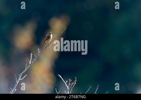Daurian Rotstart (Phoenicurus auroreus), der auf einem Baumzweig thront. Stockfoto