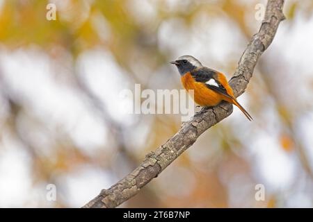 Daurian Rotstart (Phoenicurus auroreus), der auf einem Baumzweig thront. Stockfoto