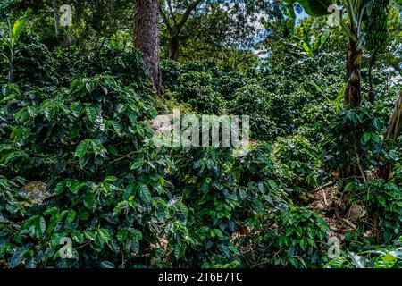 Nahaufnahme einer Creen-Kaffeebohnenplantage in Costa Rica Stockfoto