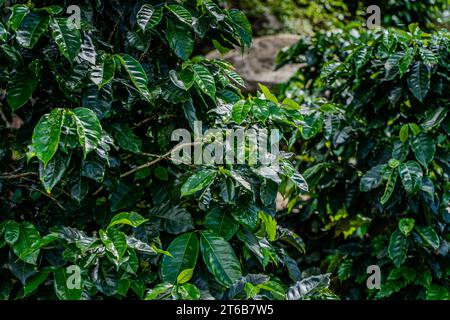 Nahaufnahme einer Creen-Kaffeebohnenplantage in Costa Rica Stockfoto