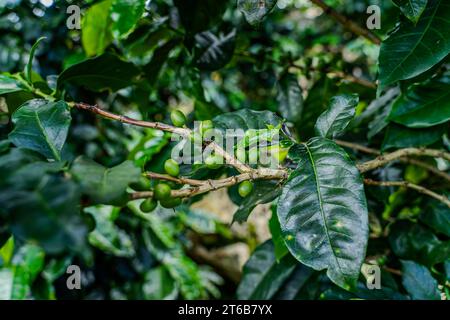 Nahaufnahme einer Creen-Kaffeebohnenplantage in Costa Rica Stockfoto