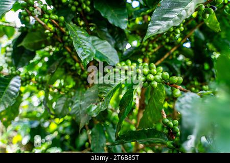 Nahaufnahme einer Creen-Kaffeebohnenplantage in Costa Rica Stockfoto