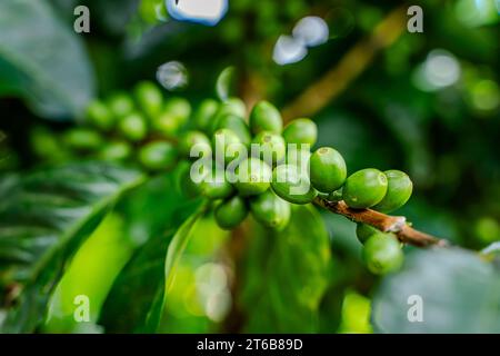 Nahaufnahme einer Creen-Kaffeebohnenplantage in Costa Rica Stockfoto