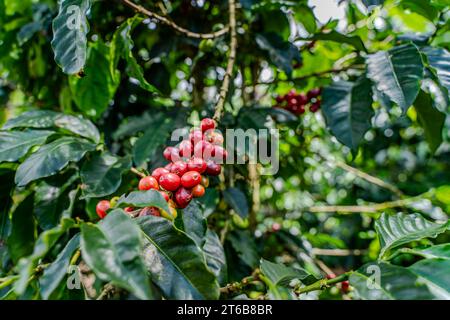 Nahaufnahme einer Creen-Kaffeebohnenplantage in Costa Rica Stockfoto