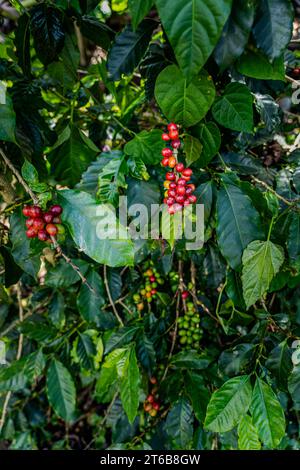 Nahaufnahme einer Creen-Kaffeebohnenplantage in Costa Rica Stockfoto