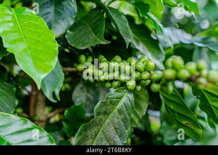 Nahaufnahme einer Creen-Kaffeebohnenplantage in Costa Rica Stockfoto