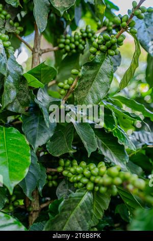 Nahaufnahme einer Creen-Kaffeebohnenplantage in Costa Rica Stockfoto