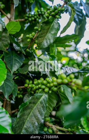 Nahaufnahme einer Creen-Kaffeebohnenplantage in Costa Rica Stockfoto