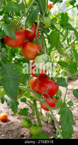 Rote reife Tomaten, die in einem Gewächshaus angebaut werden. Gartenbau. Gemüse. Stockfoto