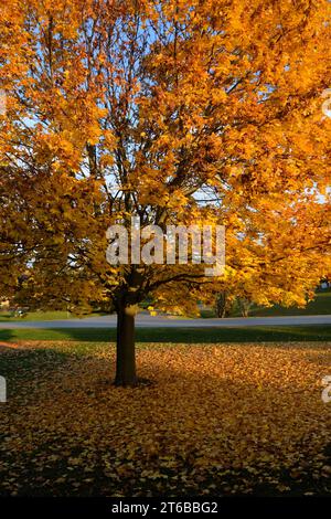 Ein Ahornbaum zeigt die wunderschöne Sommer- und Herbstumwandlung, wenn sich die Jahreszeiten in Kanada ändern. Stockfoto