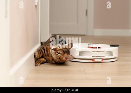 Haustierkonzept. Eine schöne, verspielte Leopardenkatze, die bengalische Rasse, liegt lustig und beobachtet einen weißen Roboter-Staubsauger, der in einem Wohnraum reinigt. Close-u Stockfoto