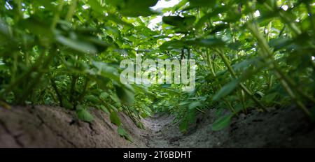 Kartoffelpflanzen auf geraden Graten, vom Boden fotografiert. Es gibt eine andere Perspektive. Stockfoto