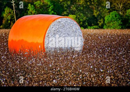 Ein runder Baumwollballen sitzt am 26. Oktober 2023 in einem Mobile County Field in Grand Bay, Alabama. Der größte Teil der heute in Alabama angebauten Baumwolle besteht aus Bergbaumwolle. Stockfoto