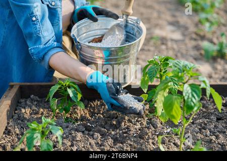 Gärtnerinnen-Düngung mit komplexen Düngemittelpflanzen aus Paprika Stockfoto